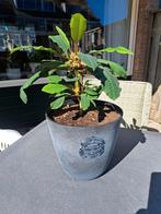 Madagascar Jewel(Euphorbia Leuconeura), Ophalen, Vetplant, Halfschaduw, In pot