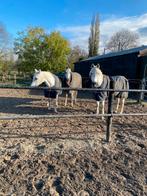Hulp gezocht, Dieren en Toebehoren, Ophalen of Verzenden, Nieuw, Overige soorten