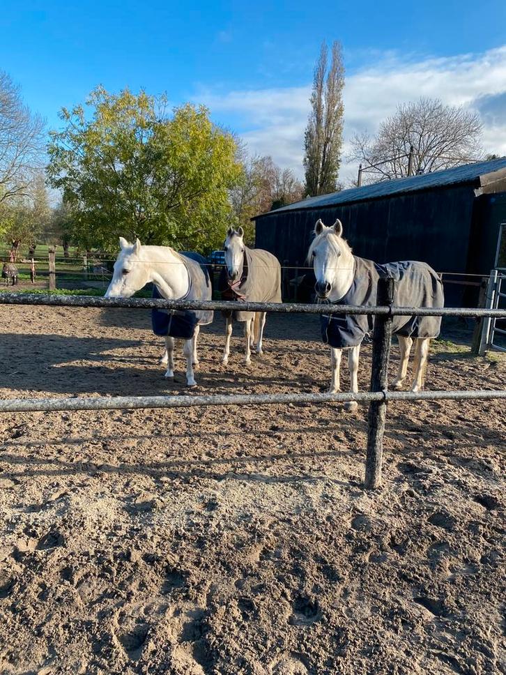 Hulp gezocht, Dieren en Toebehoren, Paarden en Pony's | Overige Paardenspullen, Nieuw, Overige soorten, Ophalen of Verzenden