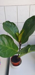 Ficus lyrata, groot blad, in de groei nu, Ophalen, Overige soorten, Minder dan 100 cm