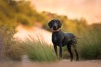Duitse staande korthaar pups met gratis opvoedingsadvies ☆, Dieren en Toebehoren, Honden | Setters en Staande honden, Duitse Staande hond