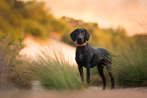 Duitse staande korthaar pups met gratis opvoedingsadvies ☆, Dieren en Toebehoren, Honden | Setters en Staande honden, Meerdere dieren