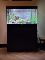 Aqualantis aquarium splendid 80 179 liter, Dieren en Toebehoren, Vissen | Aquaria en Toebehoren, Ophalen