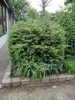 Buxus 1,60x1,80x1,60 m, Tuin en Terras, Planten | Bomen, Ophalen, Bloeit niet, Halfschaduw, Overige soorten
