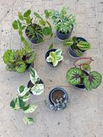 OPRUIMING DIVERSE KAMERPLANTEN INCL.
BLAUWE BLOEMPOT, Ophalen, Ficus, Halfschaduw, Minder dan 100 cm