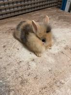 Klein konijntje, Dieren en Toebehoren, Konijnen, Vrouwelijk, Middelgroot, 0 tot 2 jaar