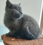 Kitten te koop. Ragdoll x Britse korthaar, Dieren en Toebehoren, Katten en Kittens | Overige Katten, Poes, Kortharig, 0 tot 2 jaar