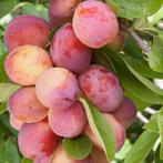Halfstam fruitbomen appel peer pruim kers, Lente, Ophalen of Verzenden, Pruimenboom, Halfschaduw