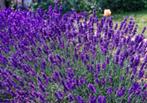 Lavendel, munstead, Volle zon, Vaste plant, Zomer, Ophalen