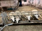 Gekeurde swifter ramlammeren, Dieren en Toebehoren, Schapen, Geiten en Varkens, Mannelijk, Schaap