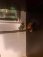 Roodbuik papegaaien, Dieren en Toebehoren, Meerdere dieren, Papegaai, Geringd