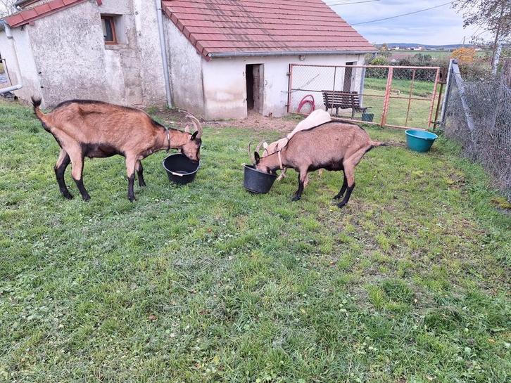 Drie lieve geiten, Dieren en Toebehoren, Schapen, Geiten en Varkens, Geit, Meerdere dieren, 6 jaar of ouder