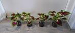 Coleusplant solenostemon scutellarioides (siernetel)., Ophalen of Verzenden, In pot, Halfschaduw, Minder dan 100 cm