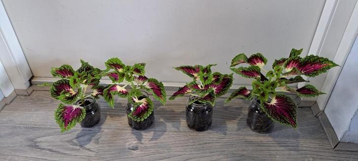 Coleusplant solenostemon scutellarioides (siernetel)., Huis en Inrichting, Kamerplanten, Minder dan 100 cm, Halfschaduw, In pot