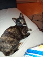 Kitten  2 maanden oud, Dieren en Toebehoren, Katten en Kittens | Overige Katten, Poes, Kortharig, 0 tot 2 jaar