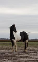Leuke BarockPinto merrie, Dieren en Toebehoren, Paarden, Merrie, Dressuurpaard, 3 tot 6 jaar, 160 tot 165 cm