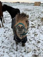 NIET TE KOOP verzorger gezocht, Dieren en Toebehoren, Ophalen