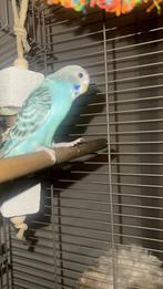 Blauwe grasparkiet gratis, Dieren en Toebehoren, Vrouwelijk, Parkiet