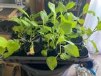 tabaks planten, Tuin en Terras, Planten | Tuinplanten, Volle zon, Eenjarig, Zomer, Ophalen