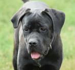 CANE CORSO beautiful female 9 months old | FCI pedigree, Dieren en Toebehoren, Honden | Bulldogs, Pinschers en Molossers, Rabiës (hondsdolheid)