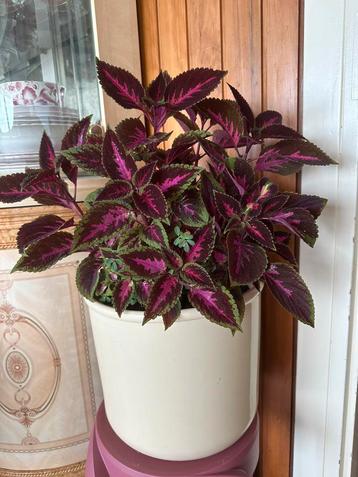 Coleus - siernetel kamerplant incl. pot beschikbaar voor biedingen