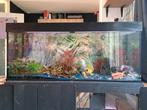 Aquariums 1.20 breed, Dieren en Toebehoren, Ophalen, Zo goed als nieuw, Gevuld zoetwateraquarium