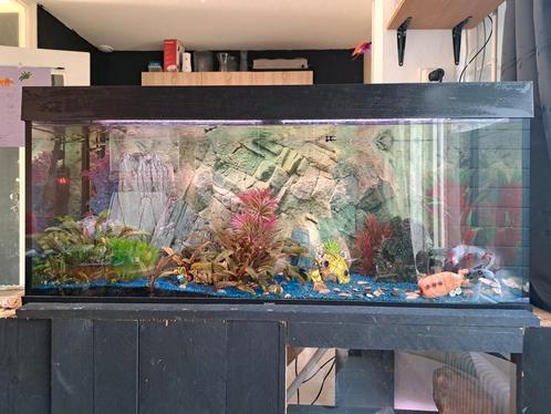 Aquariums 1.20 breed, Dieren en Toebehoren, Vissen | Aquaria en Toebehoren, Zo goed als nieuw, Gevuld zoetwateraquarium, Ophalen
