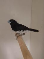 Glans ekstertje, Vrouwelijk, Tropenvogel