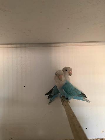 2 Agapornis Roseicollis beschikbaar voor biedingen