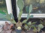 Winterharde catussen, Tuin en Terras, Ophalen, Zomer, Volle zon