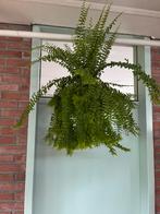 Nephrolepis exaltata 'Petticoat', Ophalen of Verzenden, Overige soorten, Minder dan 100 cm