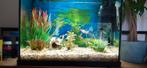 Aquarium compleet met vissen, pomp verwarming en planten, Ophalen, Zo goed als nieuw