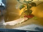 Europese albino meerval 20cm+, Dieren en Toebehoren, Vissen | Vijvervissen, Overige soorten