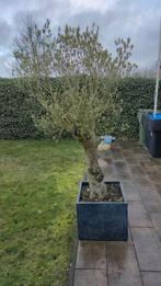 Olijfboom in pot - Prachtige mediterrane sfeer, 100 tot 250 cm, Olijfboom, Zomer, Ophalen