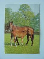 Paarden veulen + paard ansichtkaart dieren, Verzamelen, Ansichtkaarten | Dieren, Ophalen, 1980 tot heden, Gelopen, Paard