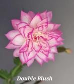 Zeldzame Schlumbergera Double Blush/ lidcactus, Huis en Inrichting, Kamerplanten, Overige soorten, In pot, Minder dan 100 cm, Bloeiende kamerplant