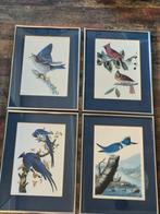 4 lijsten met vogel prent j.j. Audubon thema blauw 42x30, Minder dan 50 cm, Gebruikt, Metaal of Aluminium, Ophalen of Verzenden