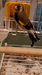 Putter, Dieren en Toebehoren, Vogels | Overige Vogels, Mannelijk, Wildzangvogel, Geringd