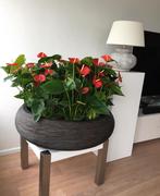 Zware Stenen Bloempot/Tijdschriftenbak, Tuin en Terras, Ophalen, Overige soorten, Volle zon