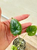 Alocasia dragon scale, Ophalen of Verzenden
