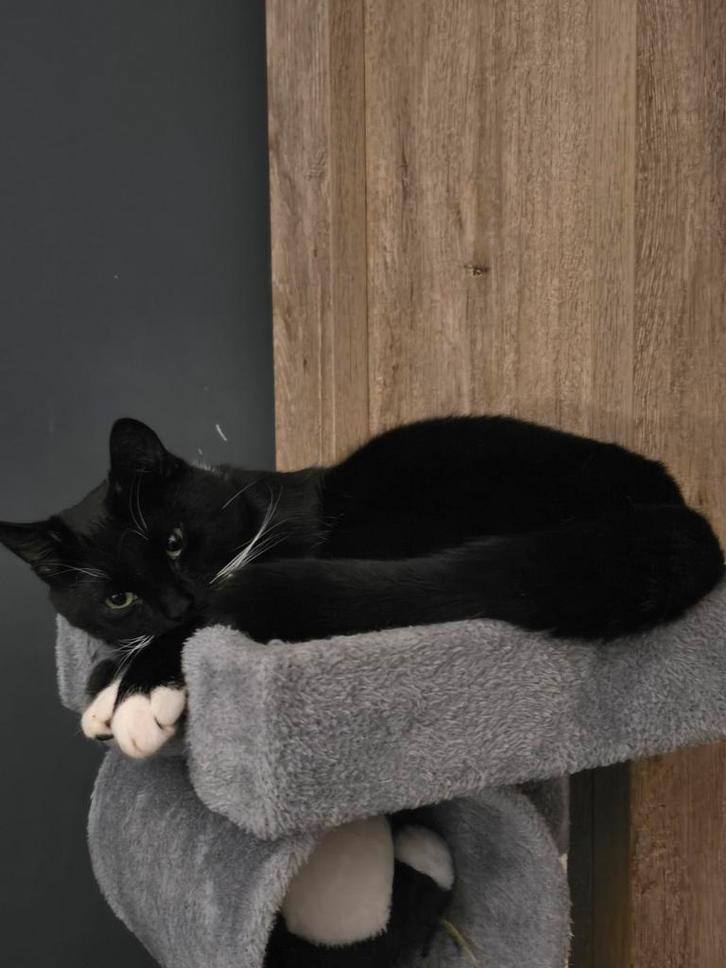 Zeer lieve kater te koop [Shadow], Dieren en Toebehoren, Katten en Kittens | Overige Katten, Kortharig, Kater, 0 tot 2 jaar