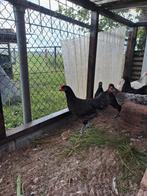 Australorp haan zwart, Dieren en Toebehoren, Pluimvee