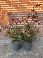 Photinia fraseri red robin glansmispel, Tuin en Terras, Planten | Struiken en Hagen, Ophalen of Verzenden, Overige soorten, Minder dan 100 cm