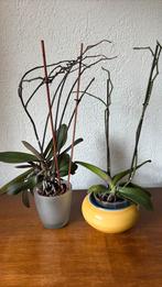 Orchideeën 2 stuks, Huis en Inrichting, Kamerplanten, Ophalen, Halfschaduw, Minder dan 100 cm