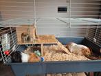Twee mannetjes cavia's inclusief kooi en toebehoren, Dieren en Toebehoren, Knaagdieren, Cavia, Mannelijk, November, Tam