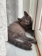 British short hair & Siamese Mix kitten, Poes