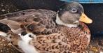 Kwaker man en kruising wilde eend vrouw zoeken een thuis, Dieren en Toebehoren, Meerdere dieren, Eend