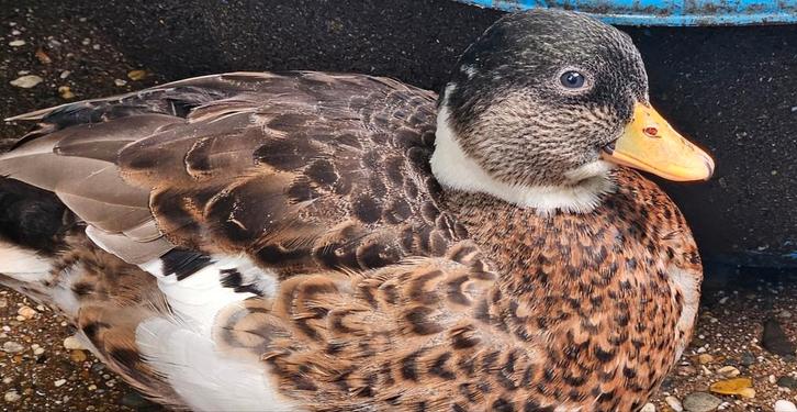 Kwaker man en kruising wilde eend vrouw zoeken een thuis, Dieren en Toebehoren, Pluimvee, Eend, Meerdere dieren