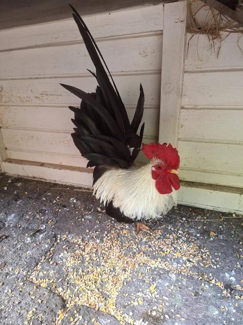 Serama haantje, Dieren en Toebehoren, Pluimvee, Kip, Mannelijk