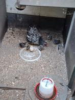Wyandotte kriel  kloek, Dieren en Toebehoren, Pluimvee, Vrouwelijk, Kip